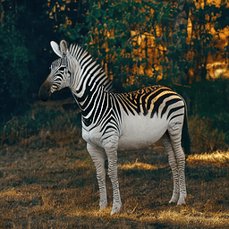 zebra_output