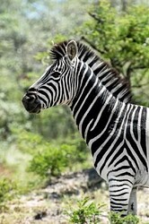 zebra-in