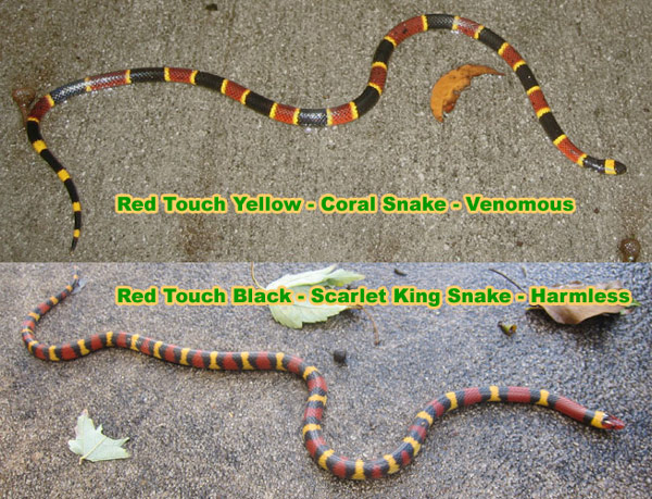 king snake vs coral snake