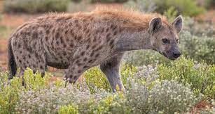 hyena-missclassify