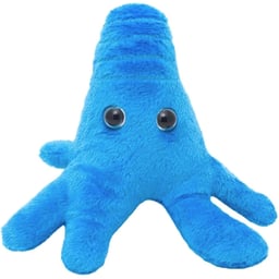 amoeba